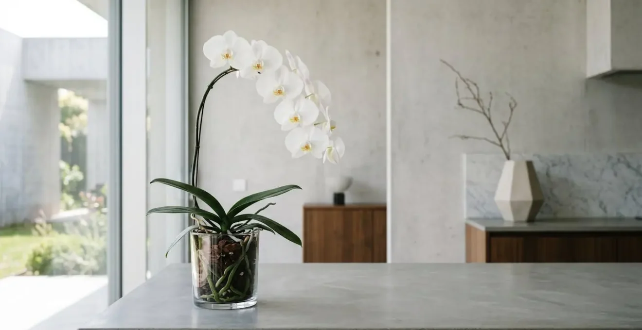 Elegant white orchid blooming in transparent pot on minimalist modern surface with natural light