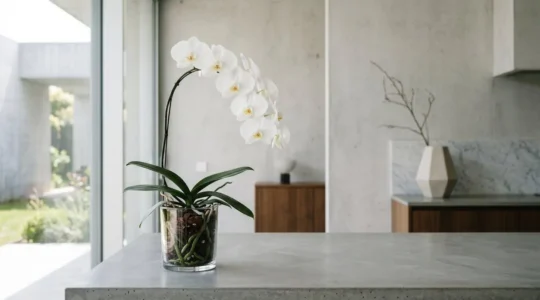 Elegant white orchid blooming in transparent pot on minimalist modern surface with natural light