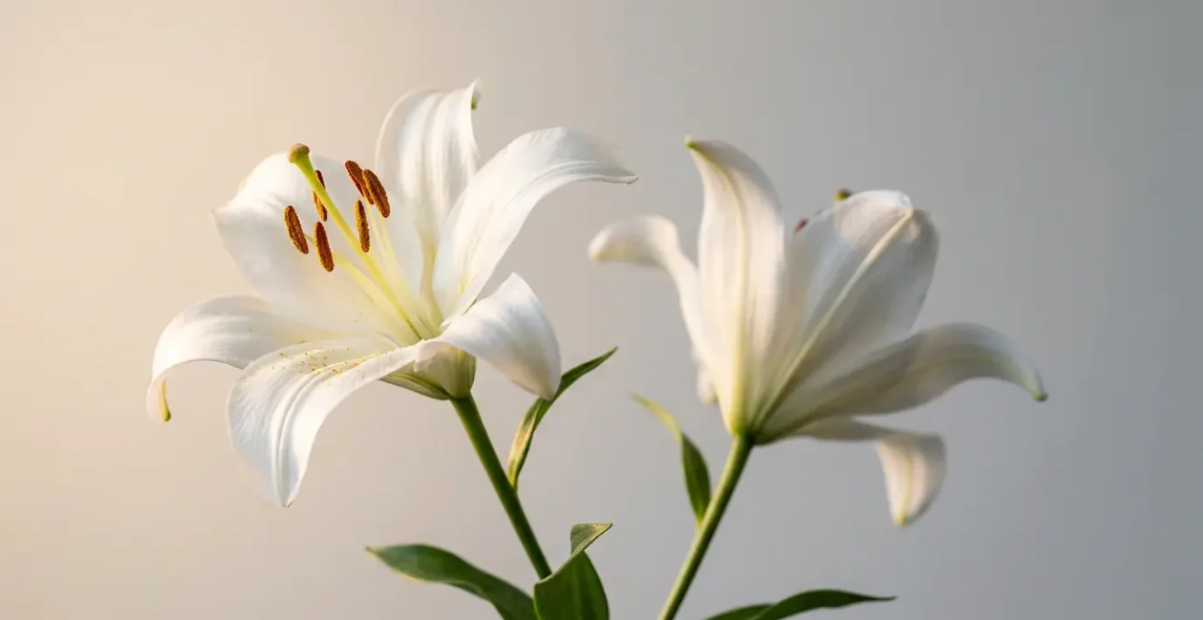 Pure white lily blooms with contrasting stamens against soft ethereal background symbolizing both celebration and solemnity