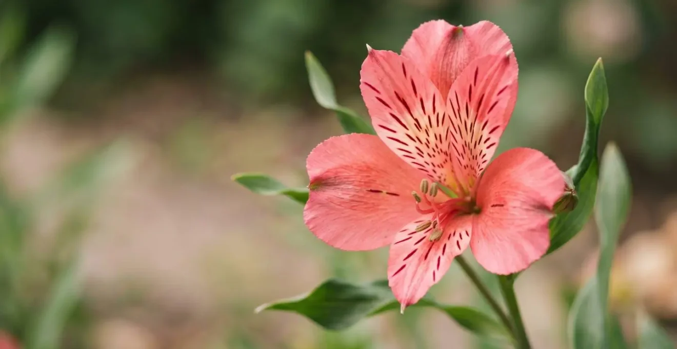 Alstroemeria flower showing six distinct petals representing the pillars of devotion in marriage