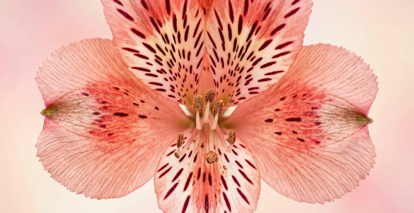 Extreme close-up macro photograph of a single alstroemeria bloom revealing six distinct petals with intricate natural patterns and textures