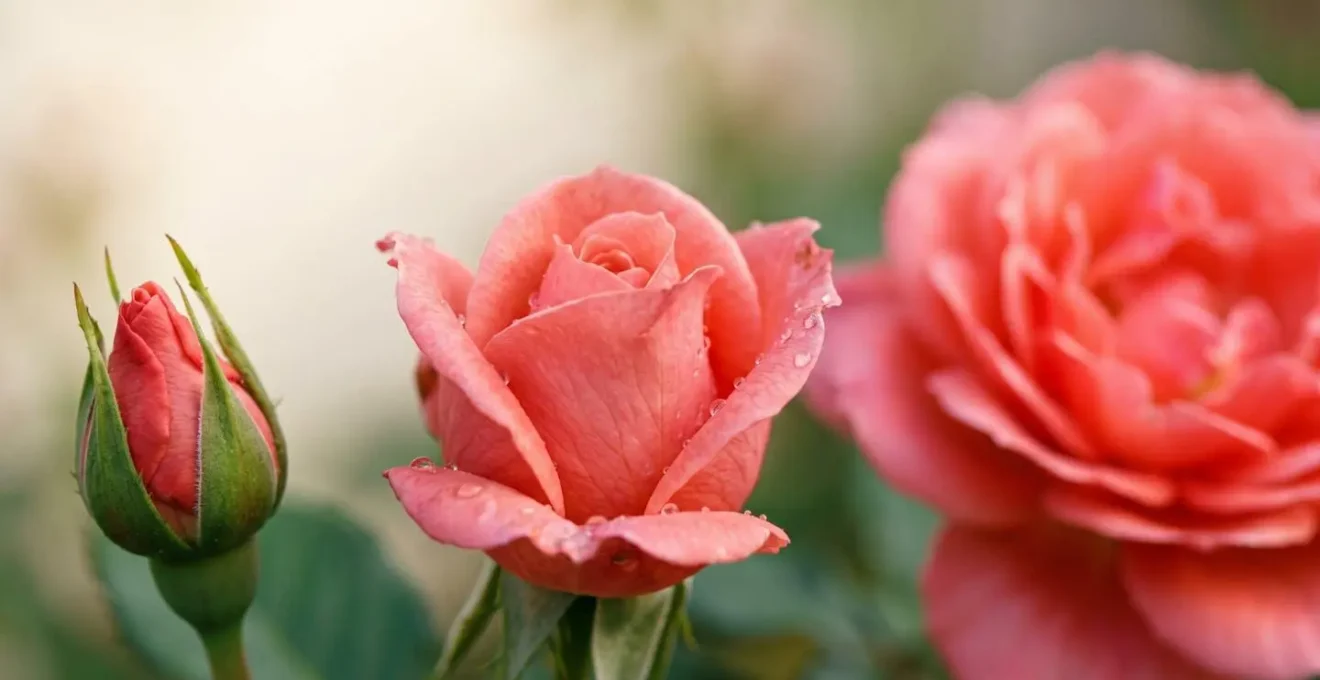 Macro photograph showing three stages of a garden rose bloom from tight bud to partially open to full bloom arranged in artistic sequence