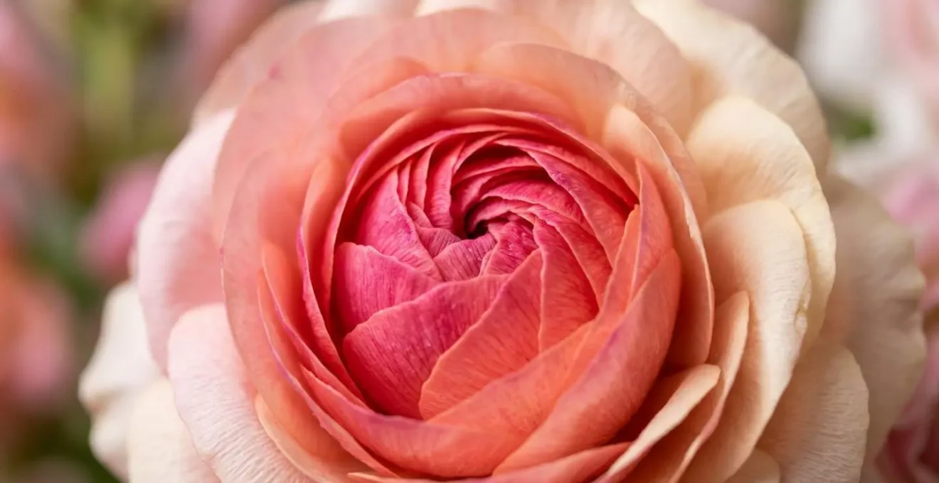 Close-up of vibrant floral colors arranged following the golden spiral pattern from intense to soft hues