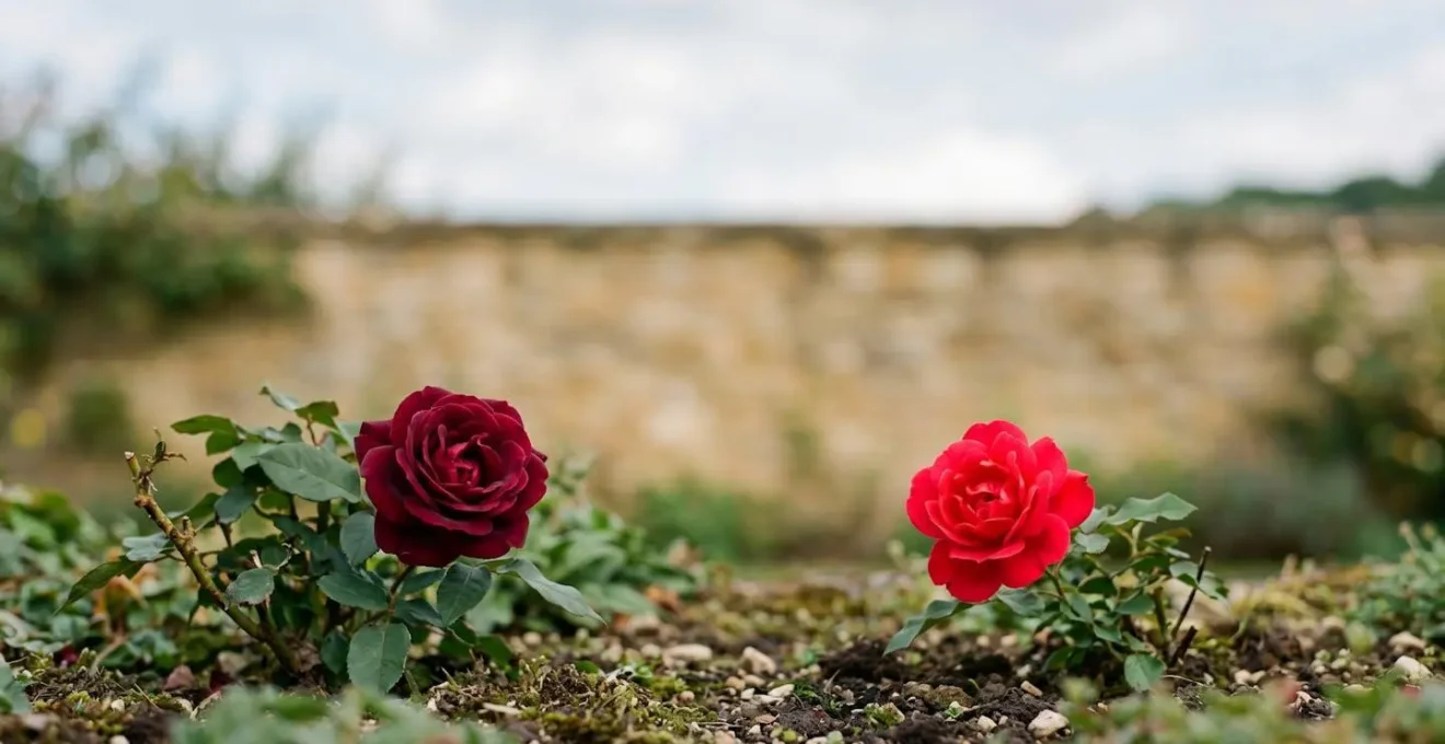 Environmental minimalist wide shot of two roses in different red saturations placed in natural setting with abundant negative space