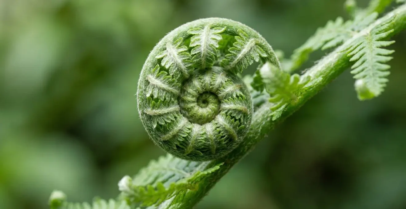Extreme close-up of fern frond showing repeating fractal pattern structure
