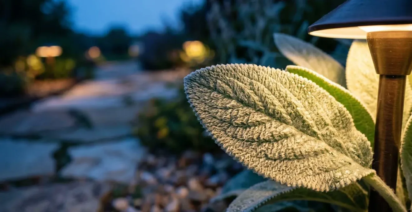 Macro detail of low garden light creating grazing illumination effect on textured silver lamb's ear foliage at path edge