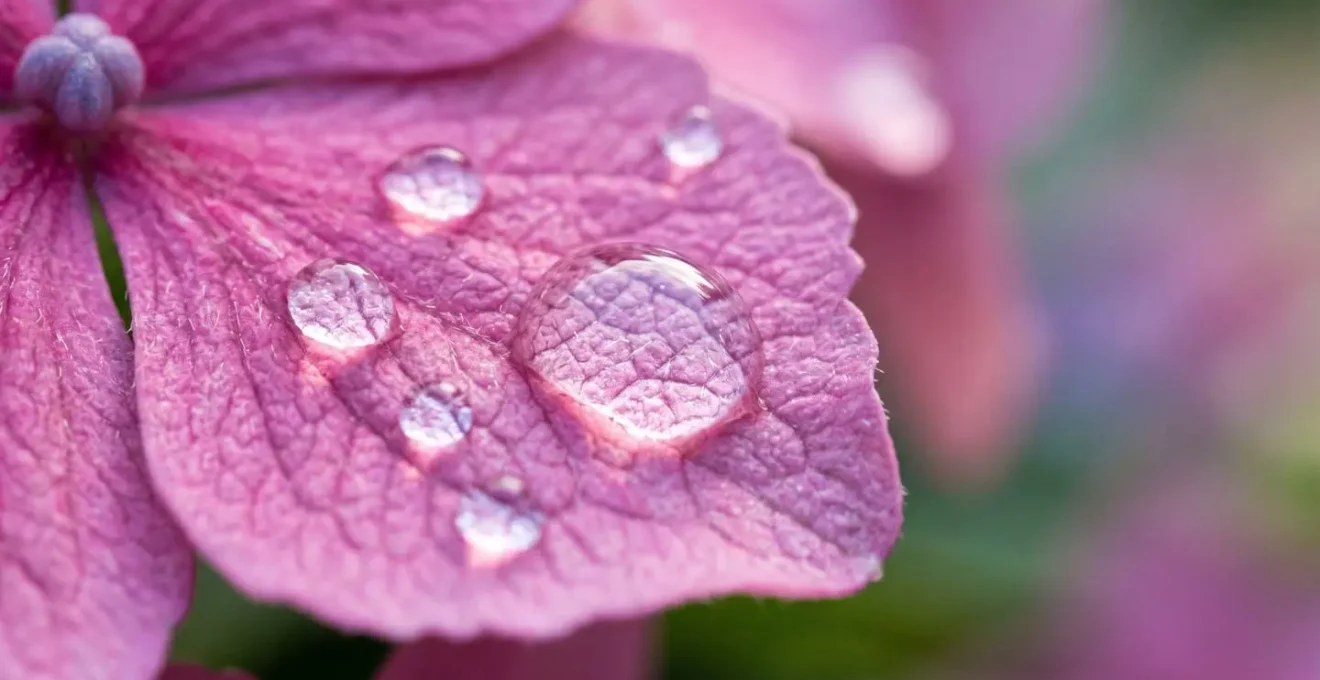Macro detail of hydrangea petals with water droplets demonstrating unique water absorption capability