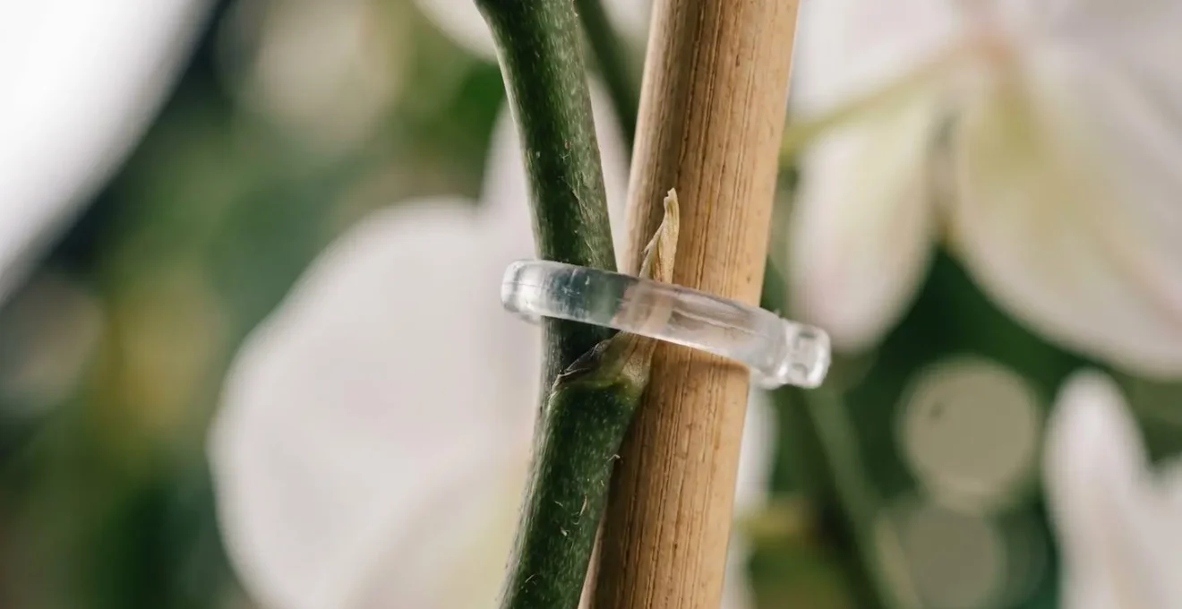 Close-up macro view of minimalist orchid staking using transparent micro-clips on elegant flower spike