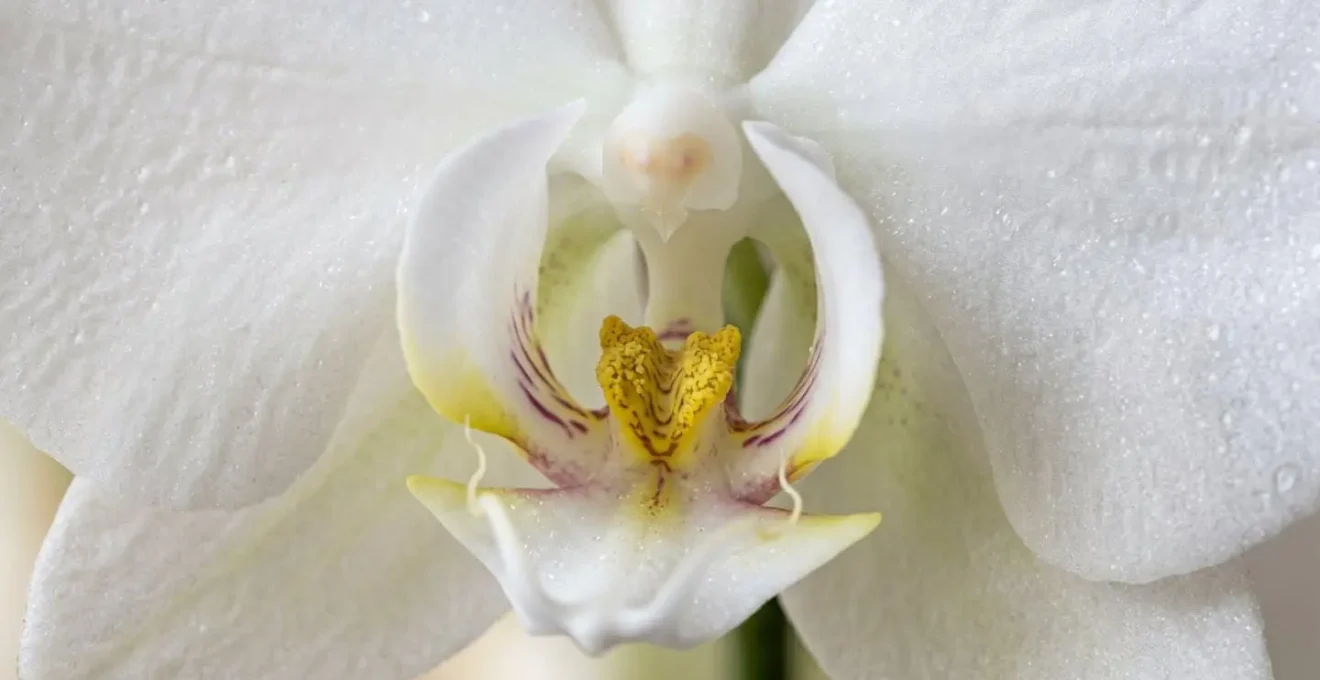 Extreme close-up of hypoallergenic white orchid showing sticky pollen structure suitable for office environments