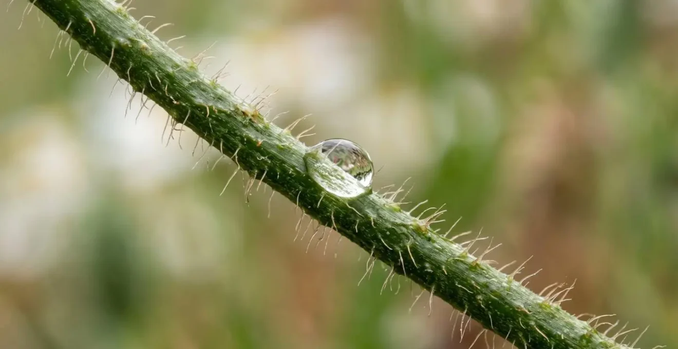 Extreme close-up macro photograph showing the delicate texture of a wildflower poppy stem being prepared with professional conditioning technique