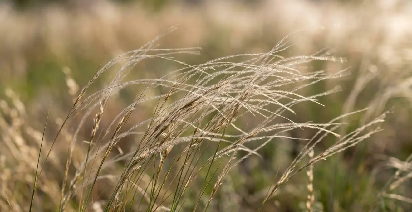 Close-up of fine-textured ornamental grass blades and seed heads captured mid-sway showing movement and delicate structure