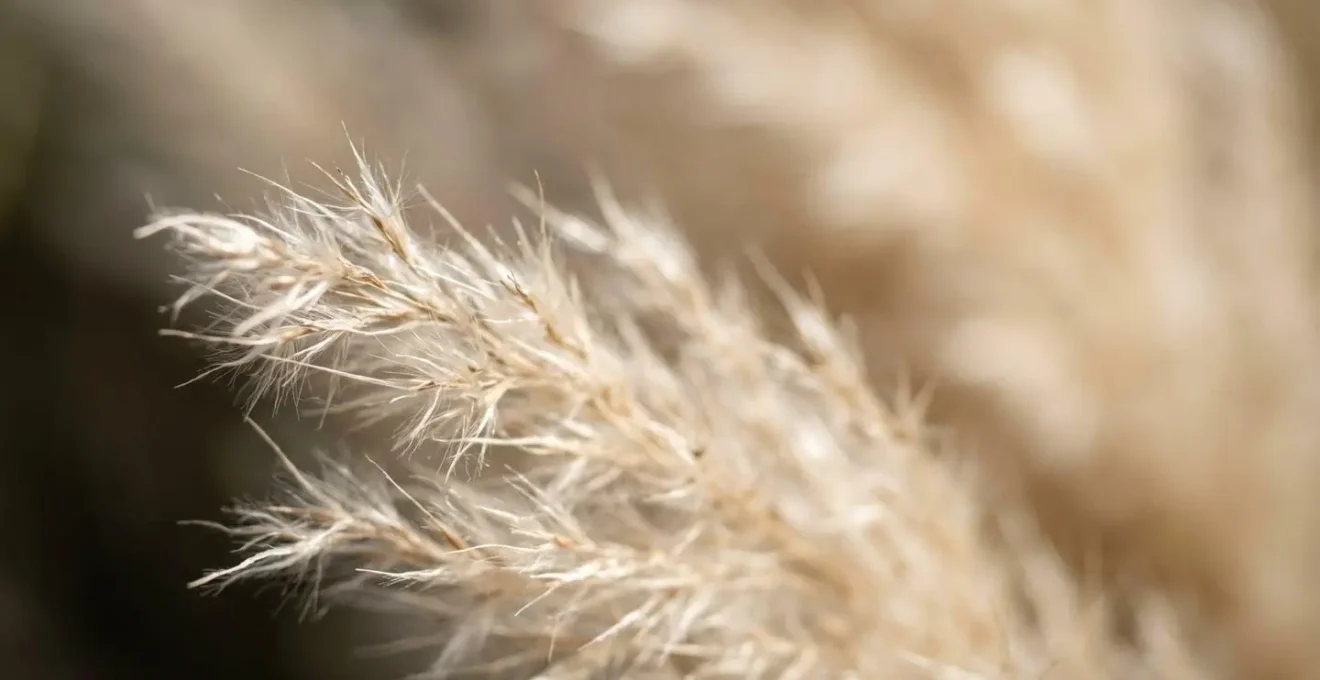 Extreme close-up of pampas grass plume showing natural fiber texture and delicate seed structure