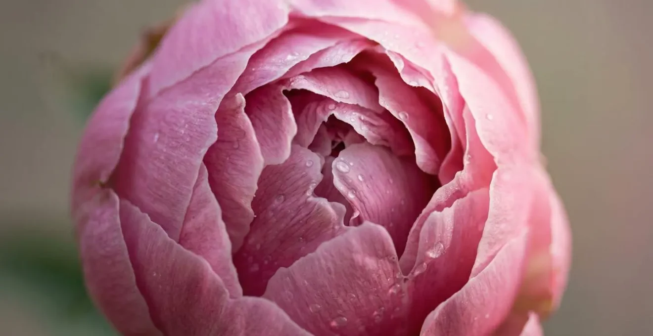Close macro view of peony petals slowly unfurling from bud to full bloom representing business growth and prosperity