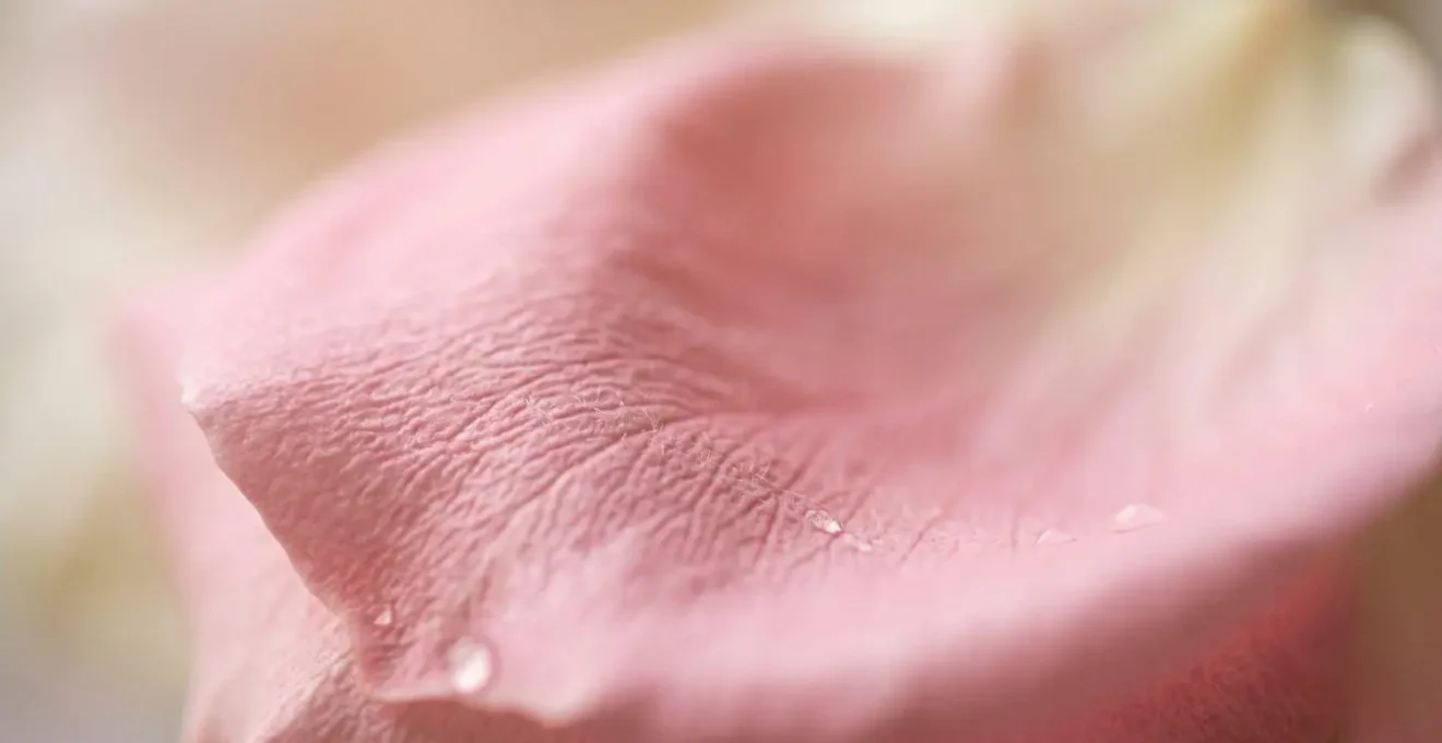 Extreme close-up macro detail of pet-safe rose petals showing soft texture and natural beauty as safe sympathy flower alternative