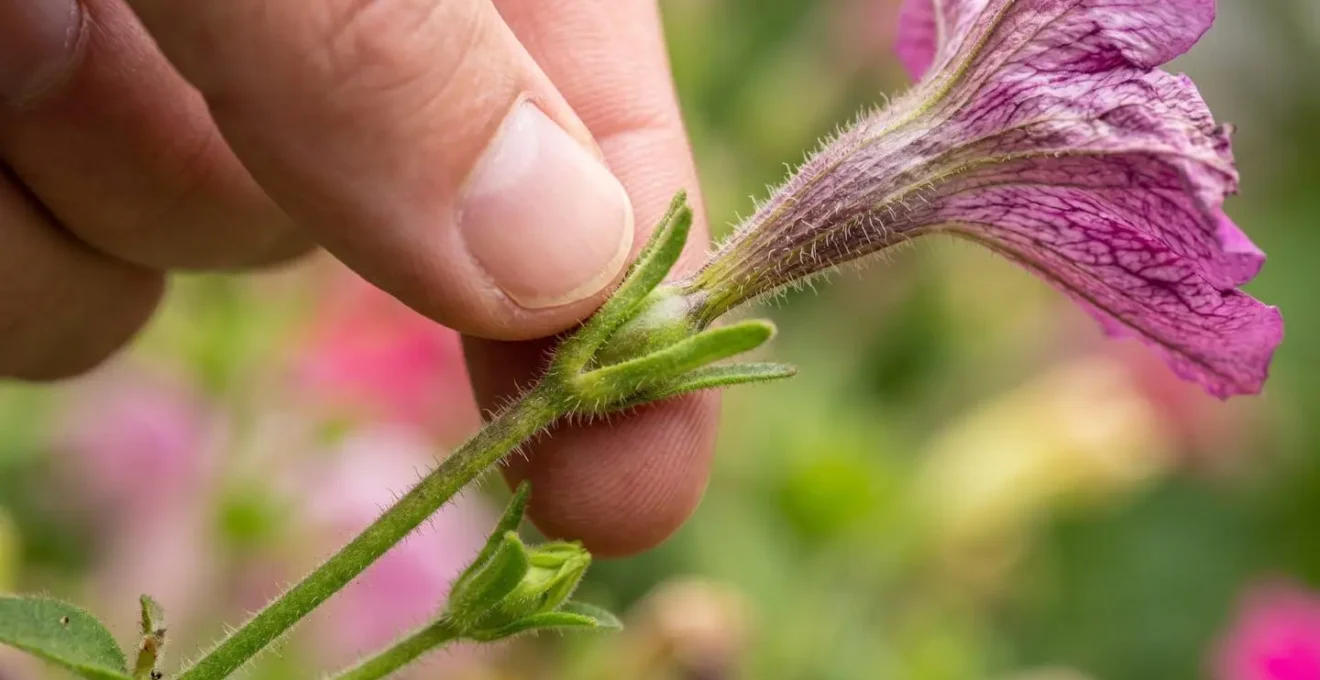Extreme close-up showing the proper cutting point for deadheading petunias with seed pod visible