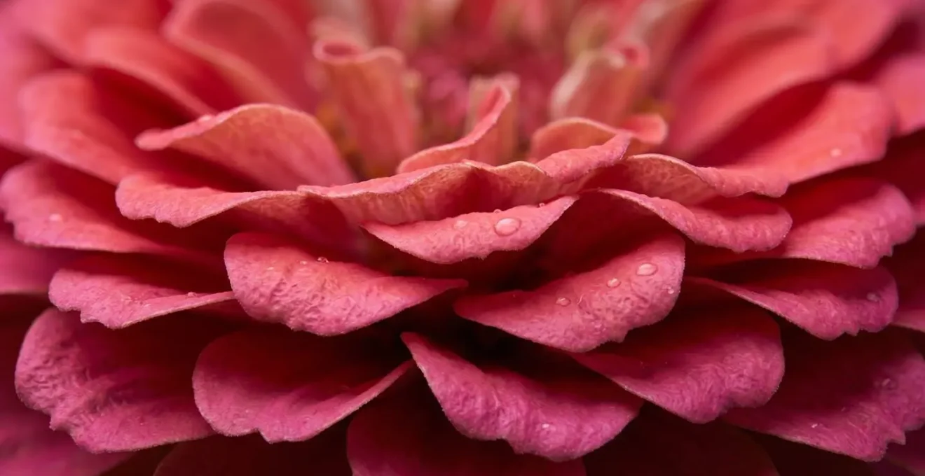 Extreme close-up of waxy carnation petals showing moisture-resistant texture in controlled indoor environment