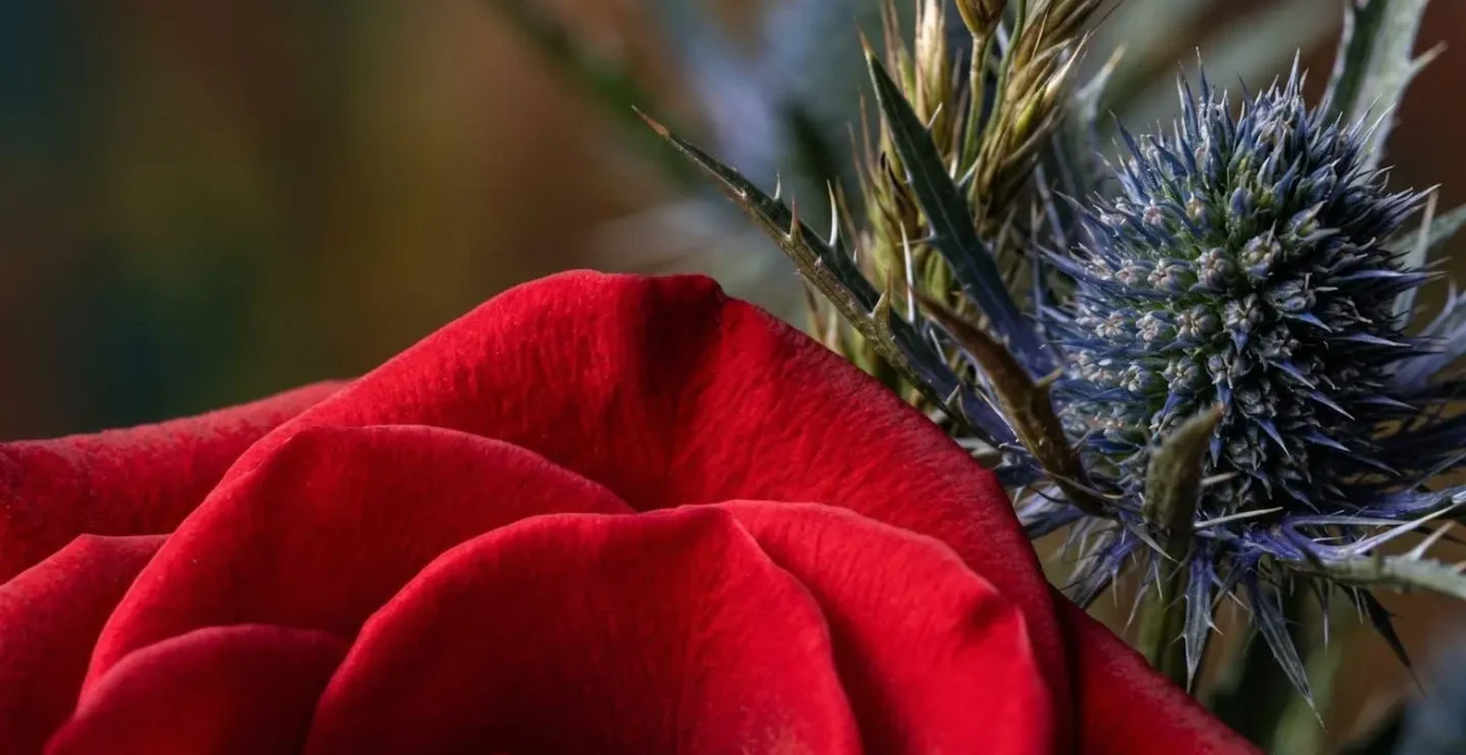 Intimate detail of contrasting floral textures showing velvety petals against spiky foliage