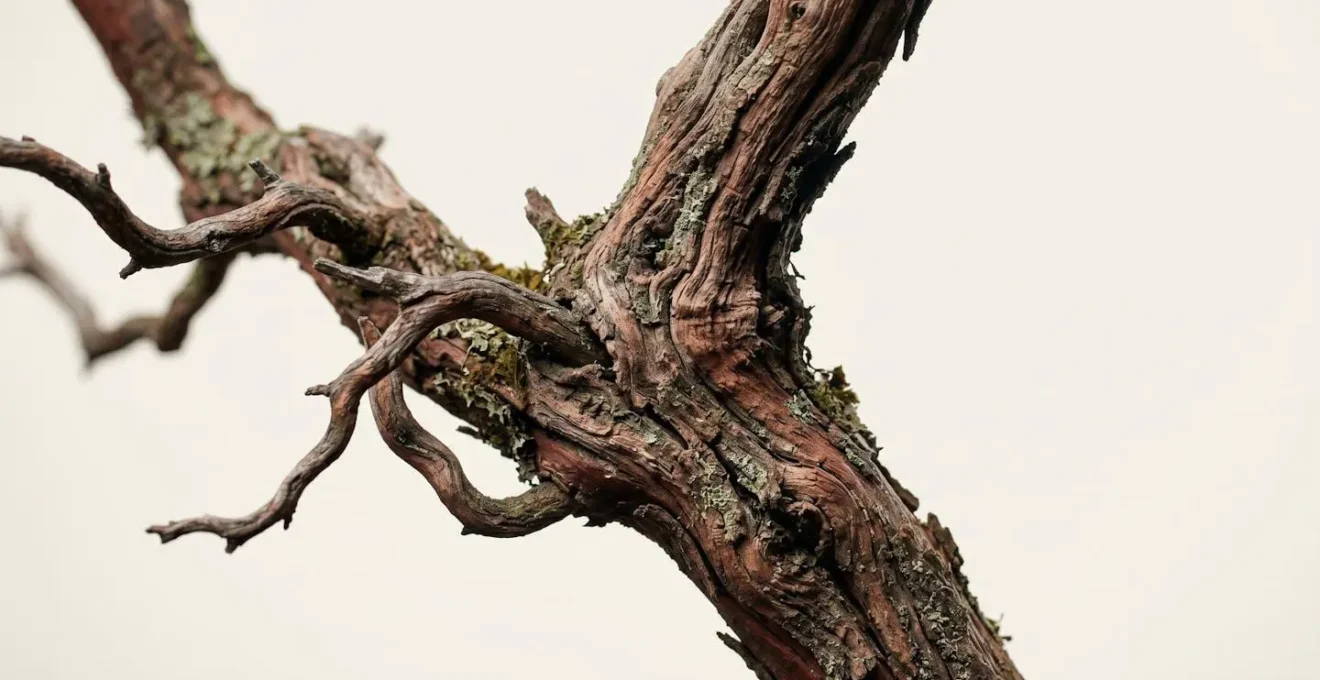 Close-up of weathered sculptural branch showing natural texture and organic lines against clean white background