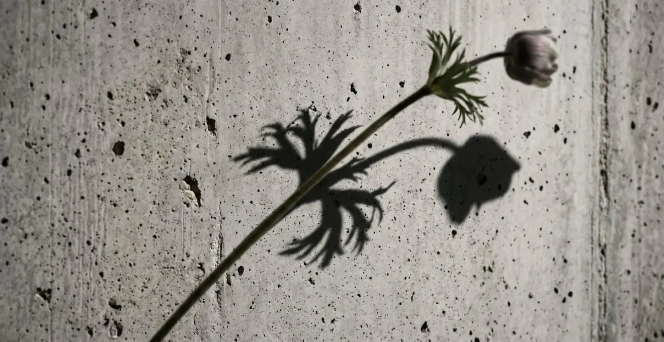Macro close-up of delicate flower casting intricate shadow on concrete surface
