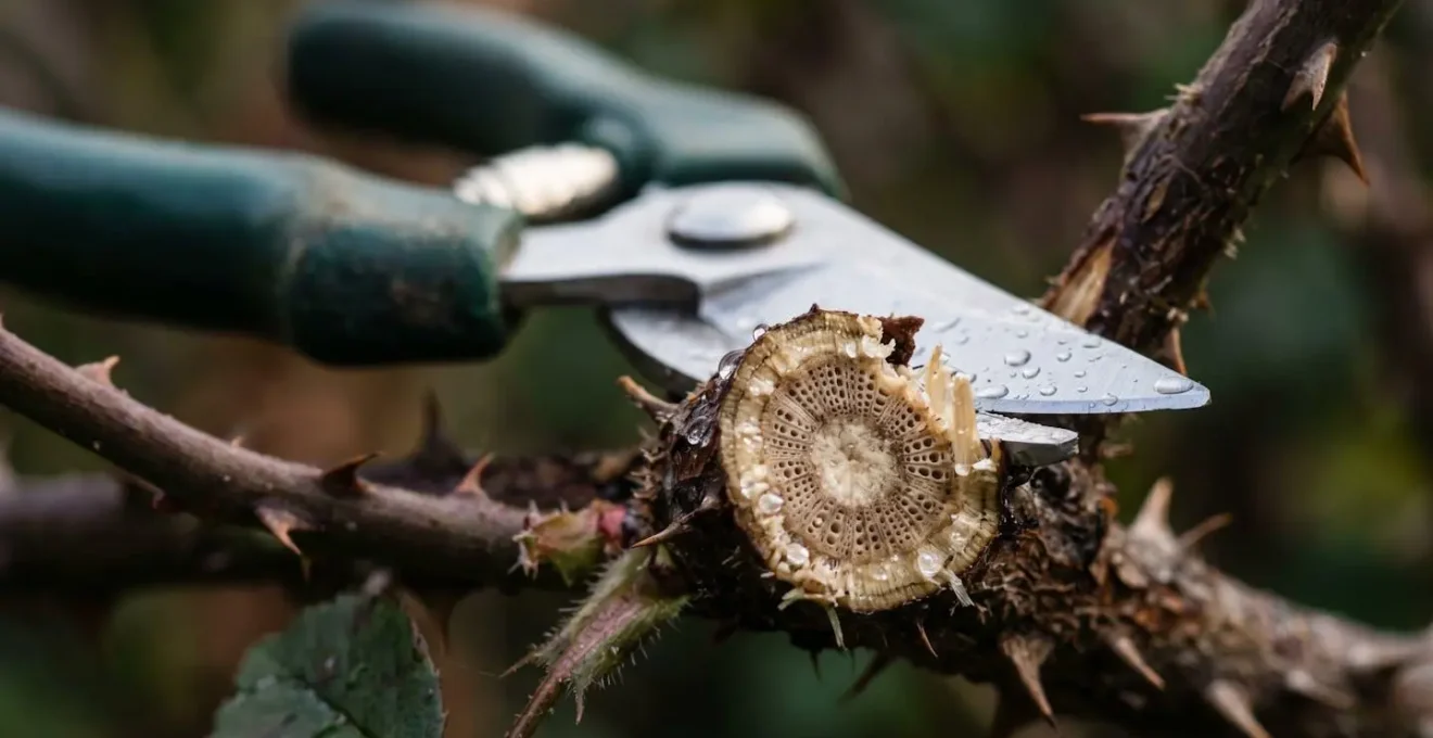 Extreme close-up of sharp bypass pruner blades cleanly cutting through woody rose stem showing precise cut angle and stem fiber detail