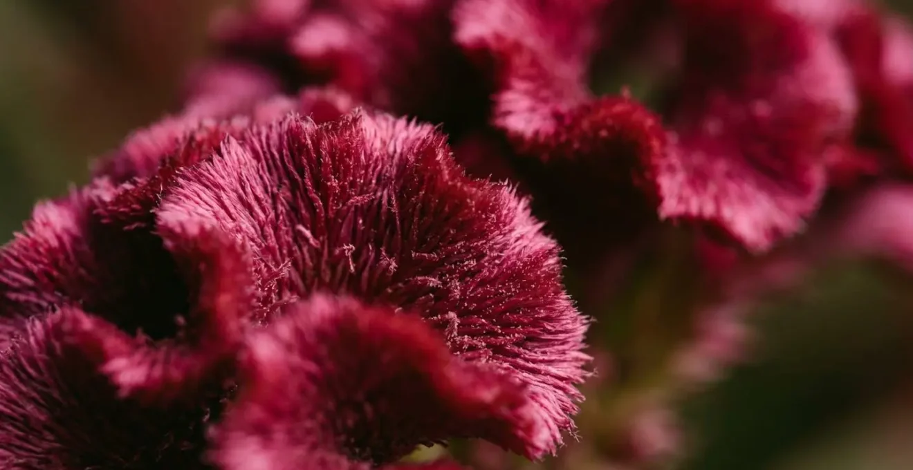 Macro close-up of textured flower petals illuminated by dramatic side lighting revealing intricate surface details