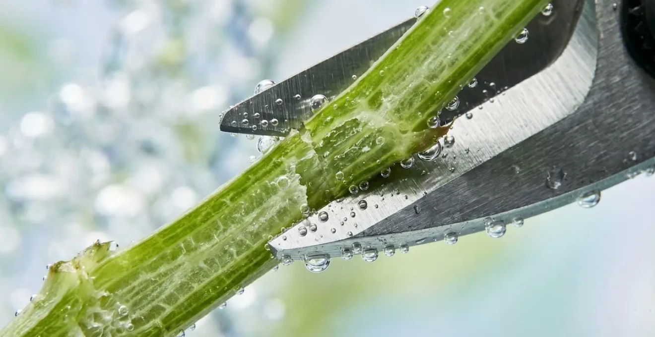 Close-up macro view of flower stem being cut underwater showing water-filled xylem vessels and prevention of air bubble formation