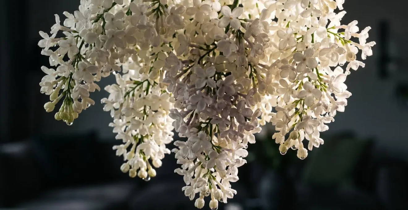 Close-up of white lilac blooms with dramatic backlighting emphasizing their ethereal translucent quality and heavy flower clusters